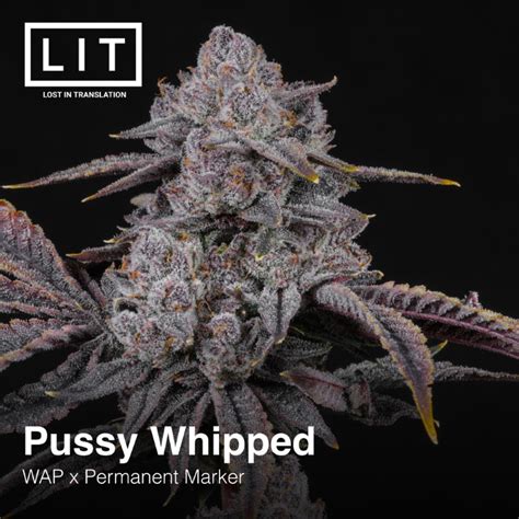 pussy whipped|pussy.